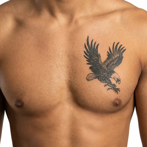 Aigle Chauve