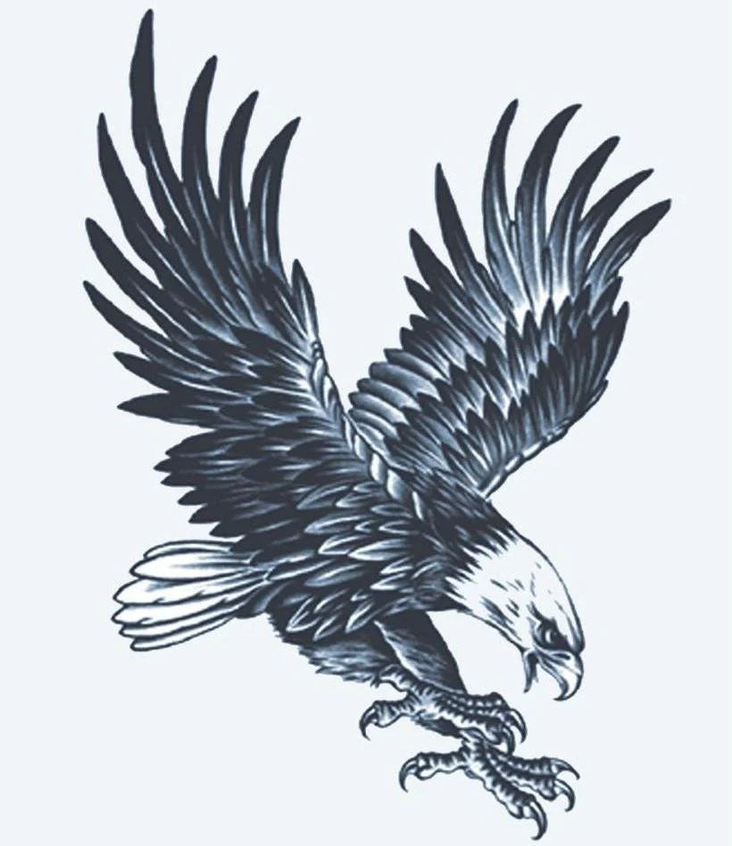 Aigle Chauve