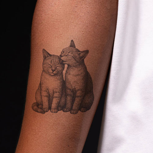 Câlin de Chats