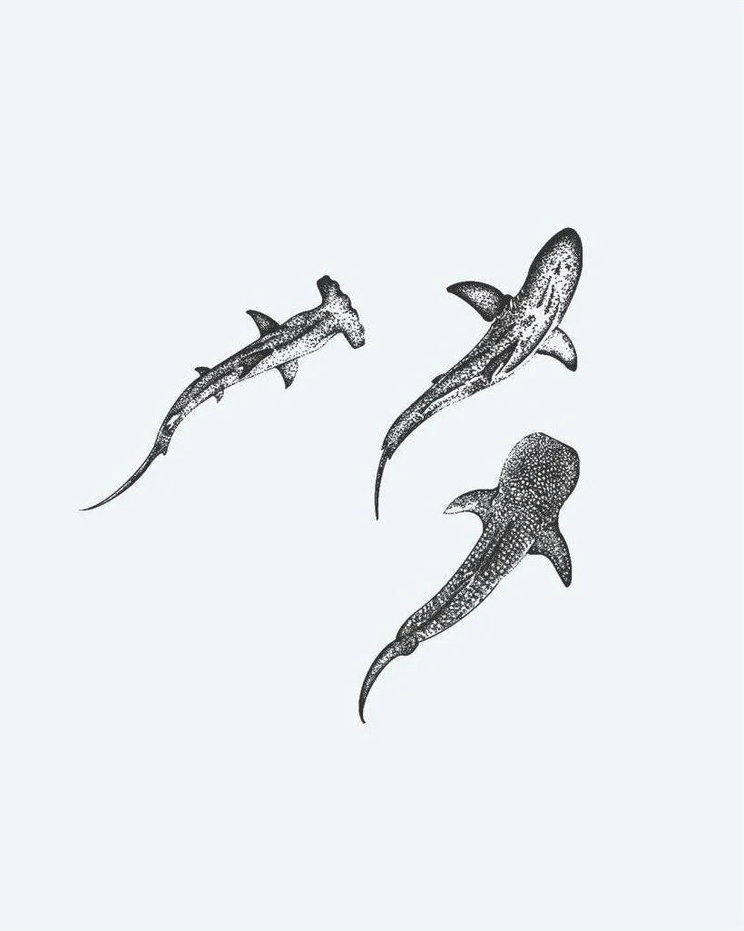 Trio de Requins