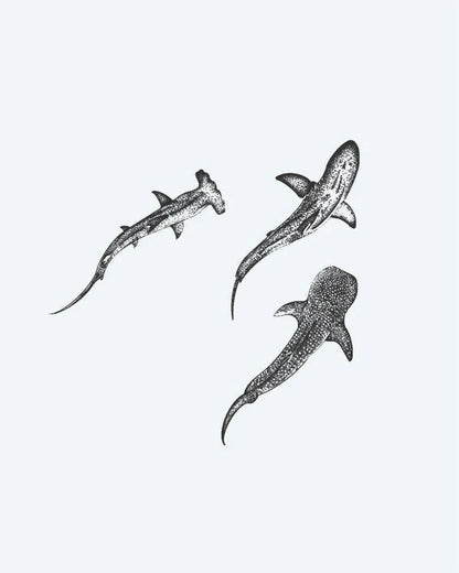Trio de Requins